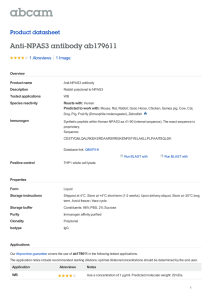 Anti-NPAS3 antibody ab179611 Product datasheet 1 Abreviews 1 Image
