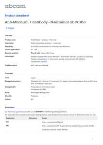 Anti-Mitofusin 1 antibody - N-terminal ab191853 Product datasheet 2 Images Overview