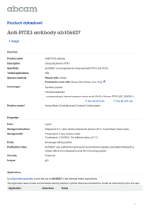 Anti-PITX3 antibody ab106827 Product datasheet 1 Image Overview