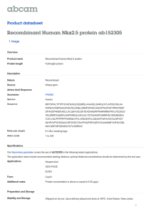 Recombinant Human Nkx2.5 protein ab152305 Product datasheet 1 Image Overview