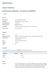 Anti-Lin28 antibody - C-terminal ab80231 Product datasheet 1 Image Overview