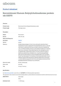 Recombinant Human Butyrylcholinesterase protein ab152070
