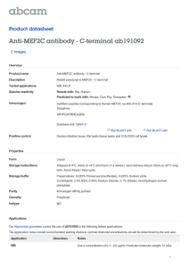 Anti-MEF2C antibody - C-terminal ab191092 Product datasheet 2 Images