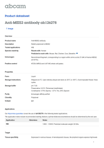 Anti-MEIS2 antibody ab126278 Product datasheet 1 Image