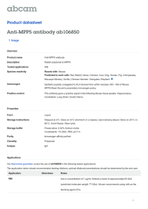 Anti-MPP5 antibody ab106850 Product datasheet 1 Image