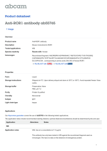 Anti-ROR1 antibody ab55765 Product datasheet 1 Image Overview