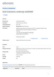 Anti-Calretinin antibody ab203055 Product datasheet 2 Images Overview
