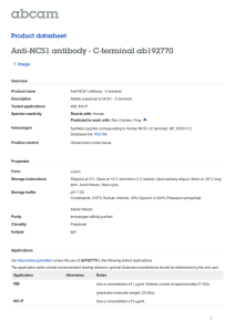 Anti-NCS1 antibody - C-terminal ab192770 Product datasheet 1 Image