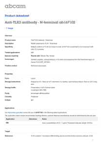 Anti-TLX2 antibody - N-terminal ab167102 Product datasheet 1 Image Overview