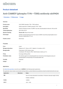 Anti-CAMKIV (phospho T196 + T200) antibody ab59424 Product datasheet 1 Abreviews 1 Image