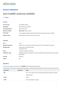 Anti-CaMKK antibody ab80066 Product datasheet 2 Images Overview