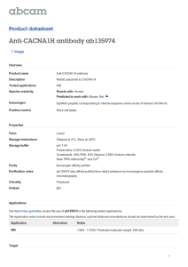 Anti-CACNA1H antibody ab135974 Product datasheet 1 Image