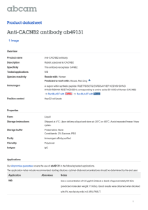 Anti-CACNB2 antibody ab49131 Product datasheet 1 Image