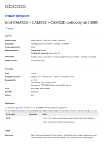 Anti-CAMK2A + CAMK2B + CAMK2D antibody ab110881 Product datasheet 1 Image