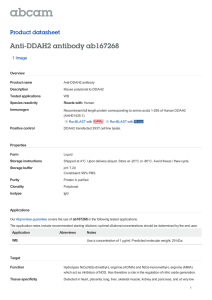Anti-DDAH2 antibody ab167268 Product datasheet 1 Image Overview