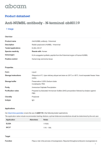 Anti-NUMBL antibody - N-terminal ab80119 Product datasheet 1 Image Overview