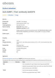 Anti-A2BP1 / Fox1 antibody ab83574 Product datasheet 1 Abreviews 1 Image