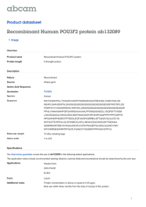 Recombinant Human POU3F2 protein ab132089 Product datasheet 1 Image Overview