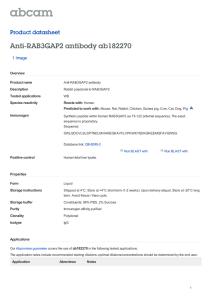 Anti-RAB3GAP2 antibody ab182270 Product datasheet 1 Image