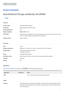 Anti-Radical Fringe antibody ab129552 Product datasheet 1 Image Overview
