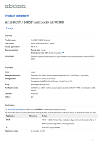 Anti-REST / NRSF antibody ab70300 Product datasheet 1 Image