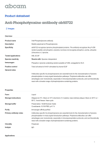 Anti-Phosphotyrosine antibody ab50722 Product datasheet 2 Images Overview
