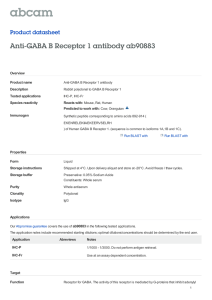 Anti-GABA B Receptor 1 antibody ab90883 Product datasheet