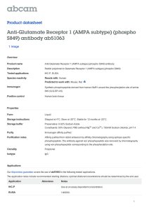 Anti-Glutamate Receptor 1 (AMPA subtype) (phospho S849) antibody ab51063