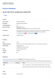 Anti-OR13C5 antibody ab85189 Product datasheet 1 Image