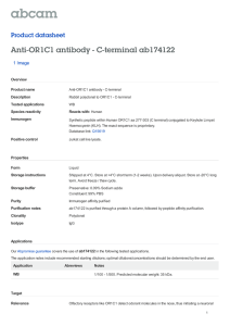 Anti-OR1C1 antibody - C-terminal ab174122 Product datasheet 1 Image Overview