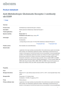 Anti-Metabotropic Glutamate Receptor 3 antibody ab10309