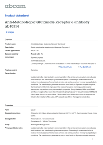 Anti-Metabotropic Glutamate Receptor 6 antibody ab10314