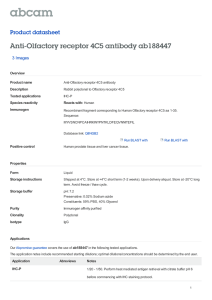 Anti-Olfactory receptor 4C5 antibody ab188447 Product datasheet 3 Images Overview