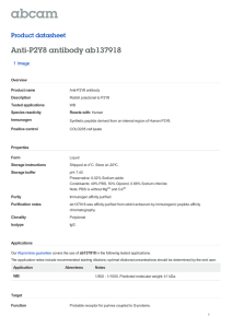 Anti-P2Y8 antibody ab137918 Product datasheet 1 Image Overview