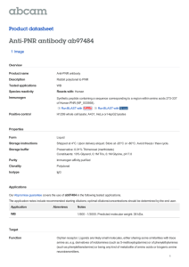 Anti-PNR antibody ab97484 Product datasheet 1 Image Overview