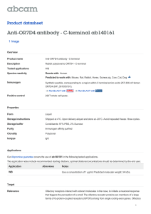 Anti-OR7D4 antibody - C-terminal ab140161 Product datasheet 1 Image