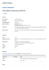 Anti-ARA9 antibody ab97639 Product datasheet 2 Images