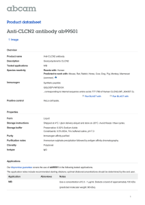 Anti-CLCN2 antibody ab99501 Product datasheet 1 Image