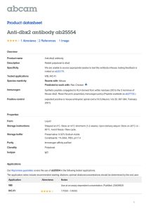 Anti-dbx2 antibody ab25554 Product datasheet 1 Abreviews 1 Image