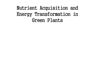 Nutrient Acquisition and Energy Transformation in Green Plants