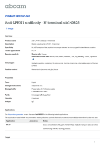 Anti-LPHN1 antibody - N-terminal ab140825 Product datasheet 1 Image Overview