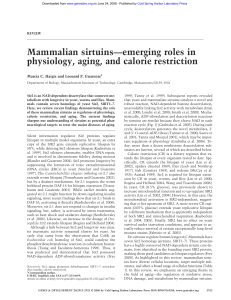 Mammalian sirtuins—emerging roles in physiology, aging, and calorie restriction