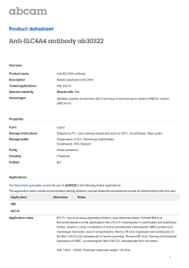 Anti-SLC4A4 antibody ab30322 Product datasheet Overview Product name