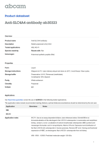 Anti-SLC4A4 antibody ab30323 Product datasheet