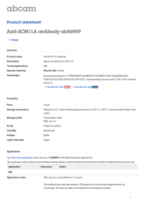 Anti-SCN11A antibody ab56959 Product datasheet 1 Image Overview