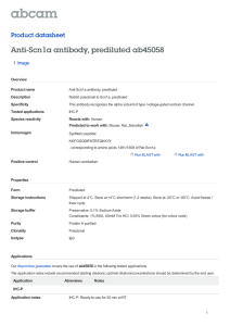 Anti-Scn1a antibody, prediluted ab45058 Product datasheet 1 Image Overview
