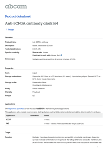 Anti-SCN3A antibody ab65164 Product datasheet 1 Image