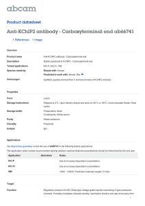 Anti-KChIP2 antibody - Carboxyterminal end ab66741 Product datasheet 1 References 1 Image