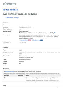 Anti-KCNMB4 antibody ab89703 Product datasheet 1 References 1 Image
