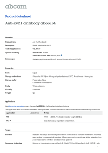 Anti-Kv2.1 antibody ab66614 Product datasheet